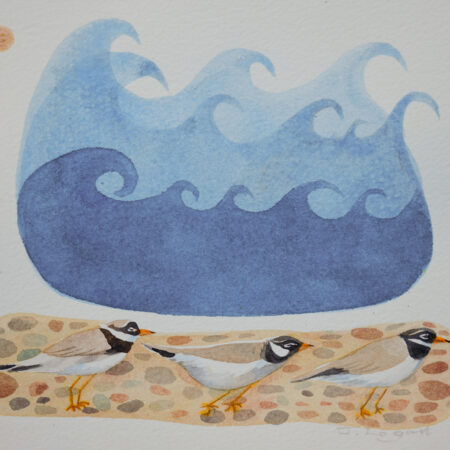 Plover Parade